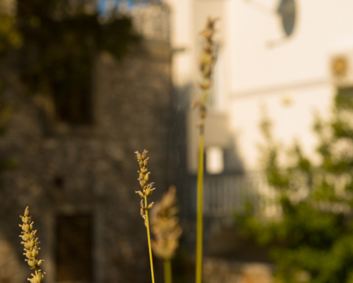 Namnlös design - Lavendel